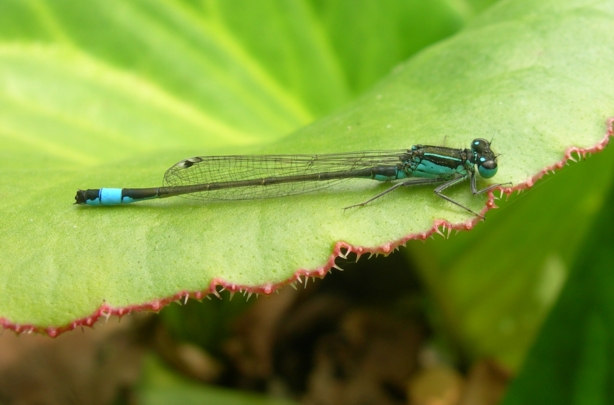 Coenagrionidae - Ischnura elegans (maschio)